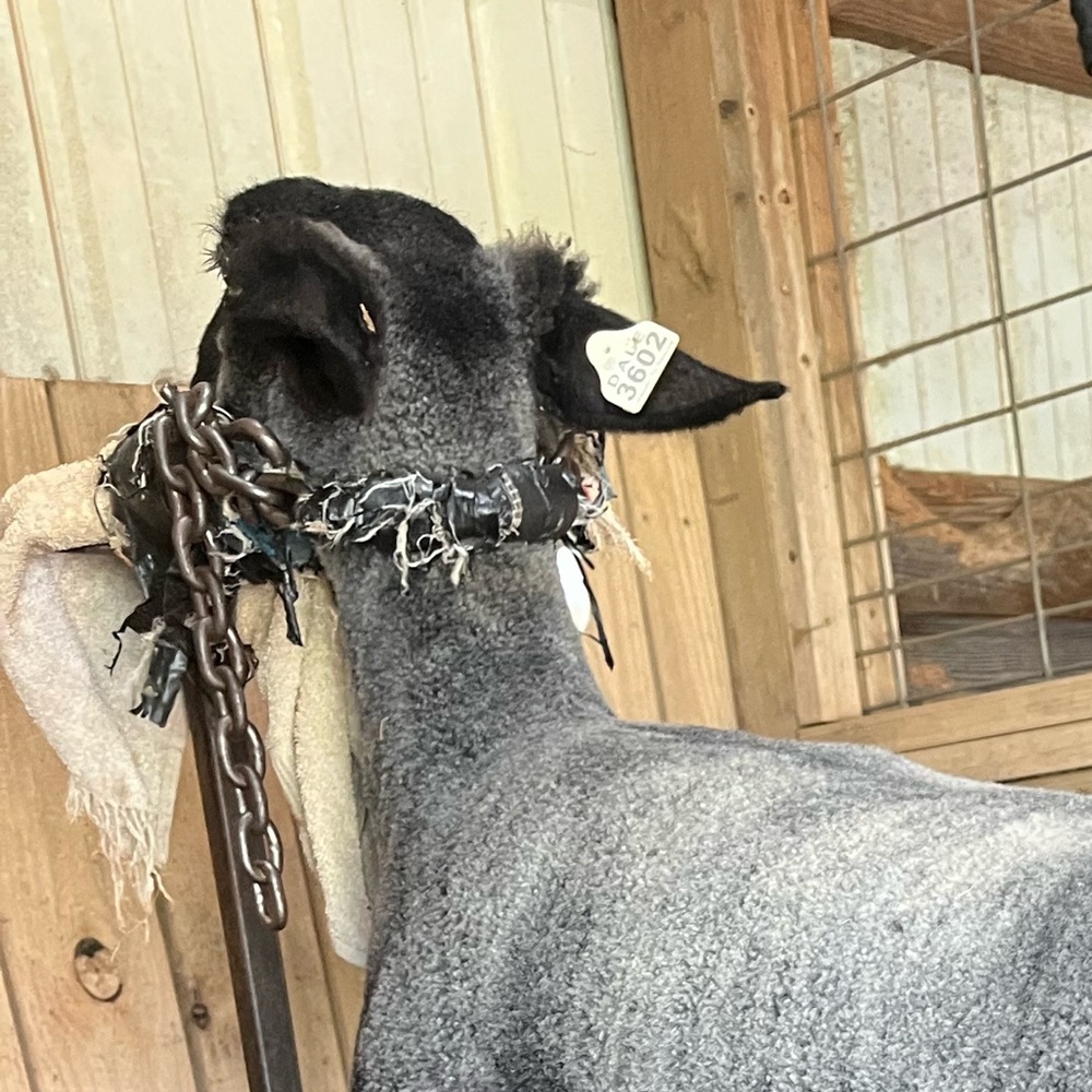 Meet your Posher, Landon